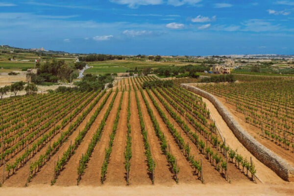 Vignobles à Malte : Dégustations privées et circuits œnologiques