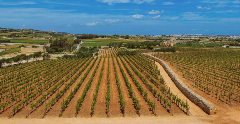 Vignobles à Malte : Dégustations privées et circuits œnologiques